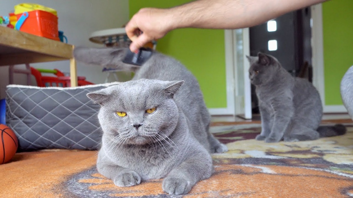 Thứ tưởng loài mèo không thích ăn, nhưng mèo Anh lông ngắn lại “rất thích”, cho ăn thường xuyên lông mượt dáng đẹp - 6