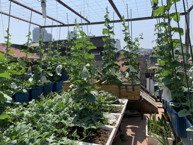 Mẹ đảm 4 con Hà Nội làm vườn sân thượng 60m2, chia sẻ bí quyết trồng rau siêu hiệu quả chỉ bằng những bịch nước lọc - 8