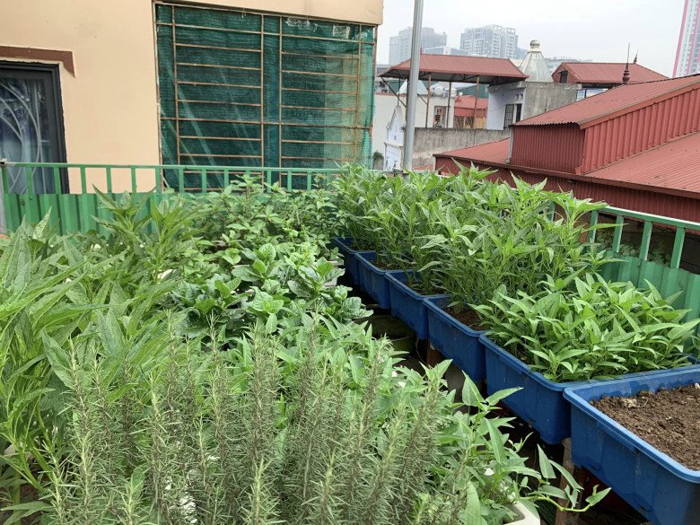 Mẹ đảm 4 con Hà Nội làm vườn sân thượng 60m2, chia sẻ bí quyết trồng rau siêu hiệu quả chỉ bằng những bịch nước lọc - 6