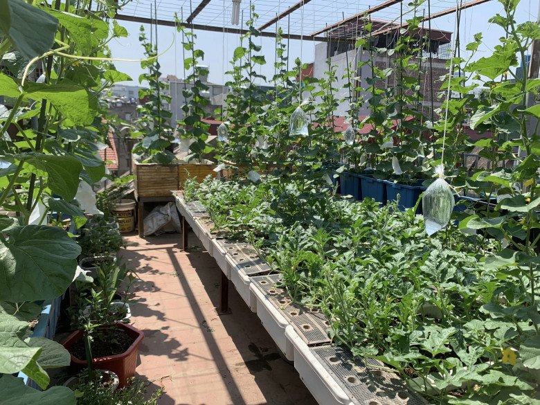 Mẹ đảm 4 con Hà Nội làm vườn sân thượng 60m2, chia sẻ bí quyết trồng rau siêu hiệu quả chỉ bằng những bịch nước lọc - 1