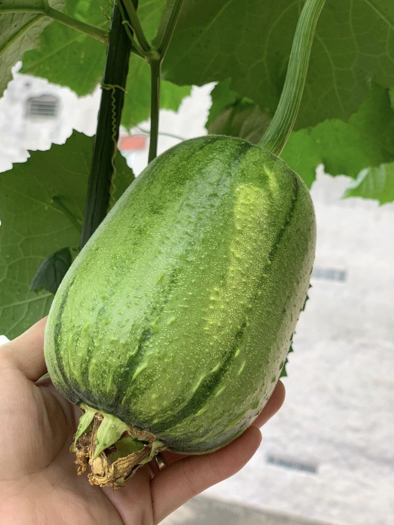 Mẹ đảm 4 con Hà Nội làm vườn sân thượng 60m2, chia sẻ bí quyết trồng rau siêu hiệu quả chỉ bằng những bịch nước lọc - 7