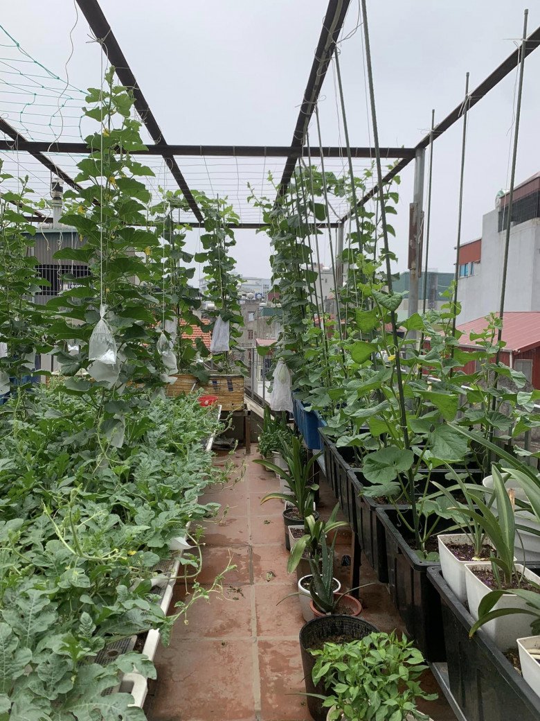 Mẹ đảm 4 con Hà Nội làm vườn sân thượng 60m2, chia sẻ bí quyết trồng rau siêu hiệu quả chỉ bằng những bịch nước lọc - 4
