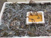 Xem ăn chơi - Thứ xưa ai cũng không biết, giờ thành đặc sản nổi tiếng được dân thành phố "lùng mua", 600.000 đồng/kg