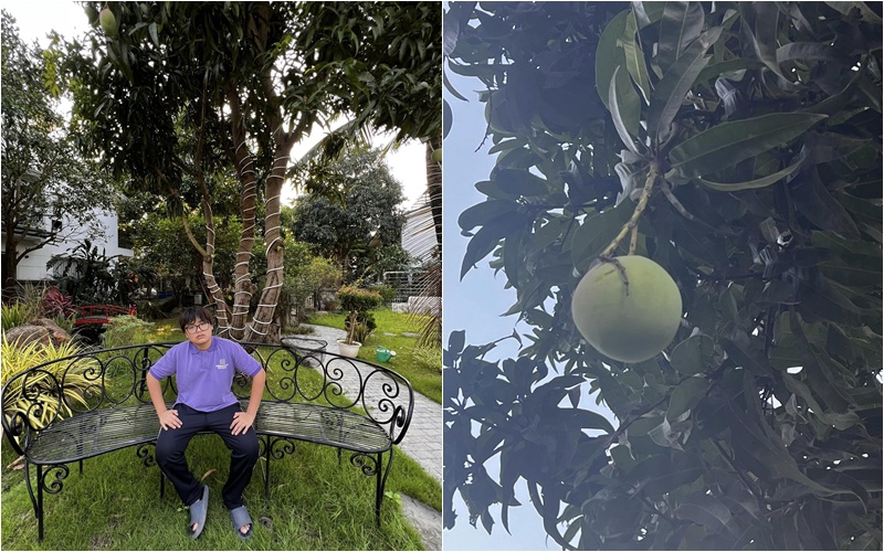 Trước đó, cô cũng đăng tải hình ảnh Bi Béo - con trai thứ 2 của mình bên cây xoài khá cao, quả đang độ phát triển. Qua ảnh cũng thấy thêm không gian rất đẹp trong vườn nhà Xuân Bắc.
