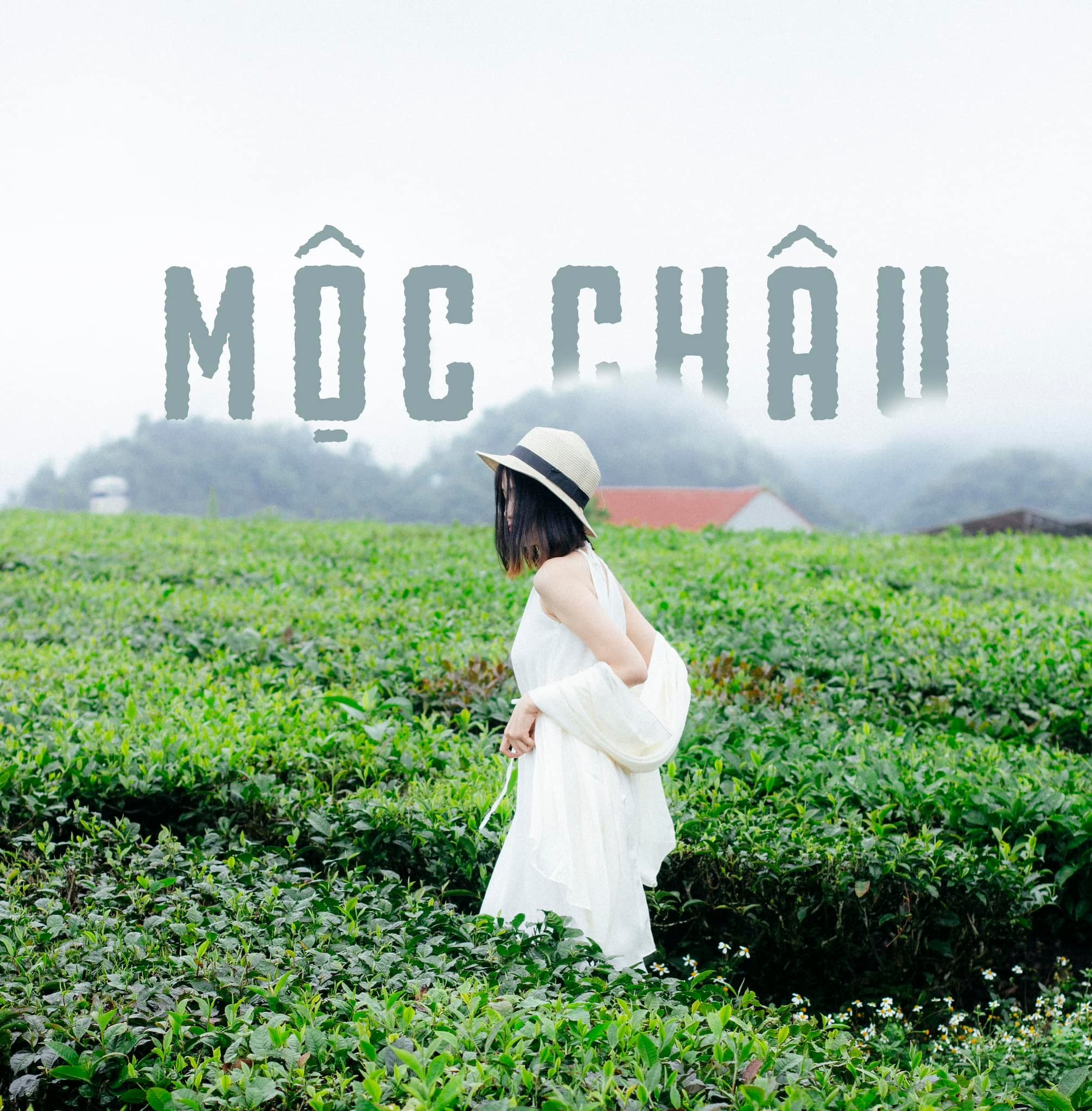 Ghé thăm vườn chè ở Mộc Châu.