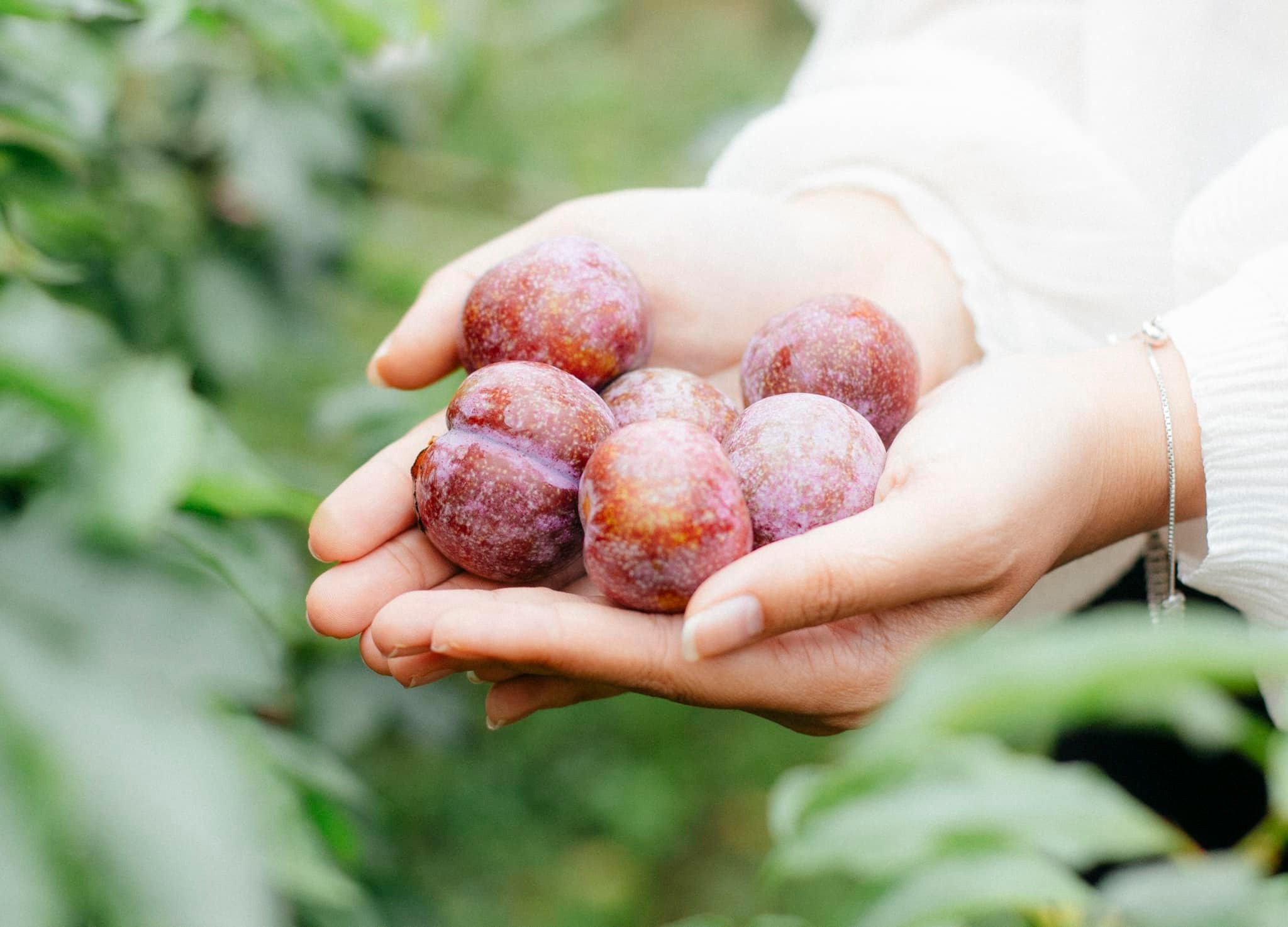 Vườn mận sai quả.