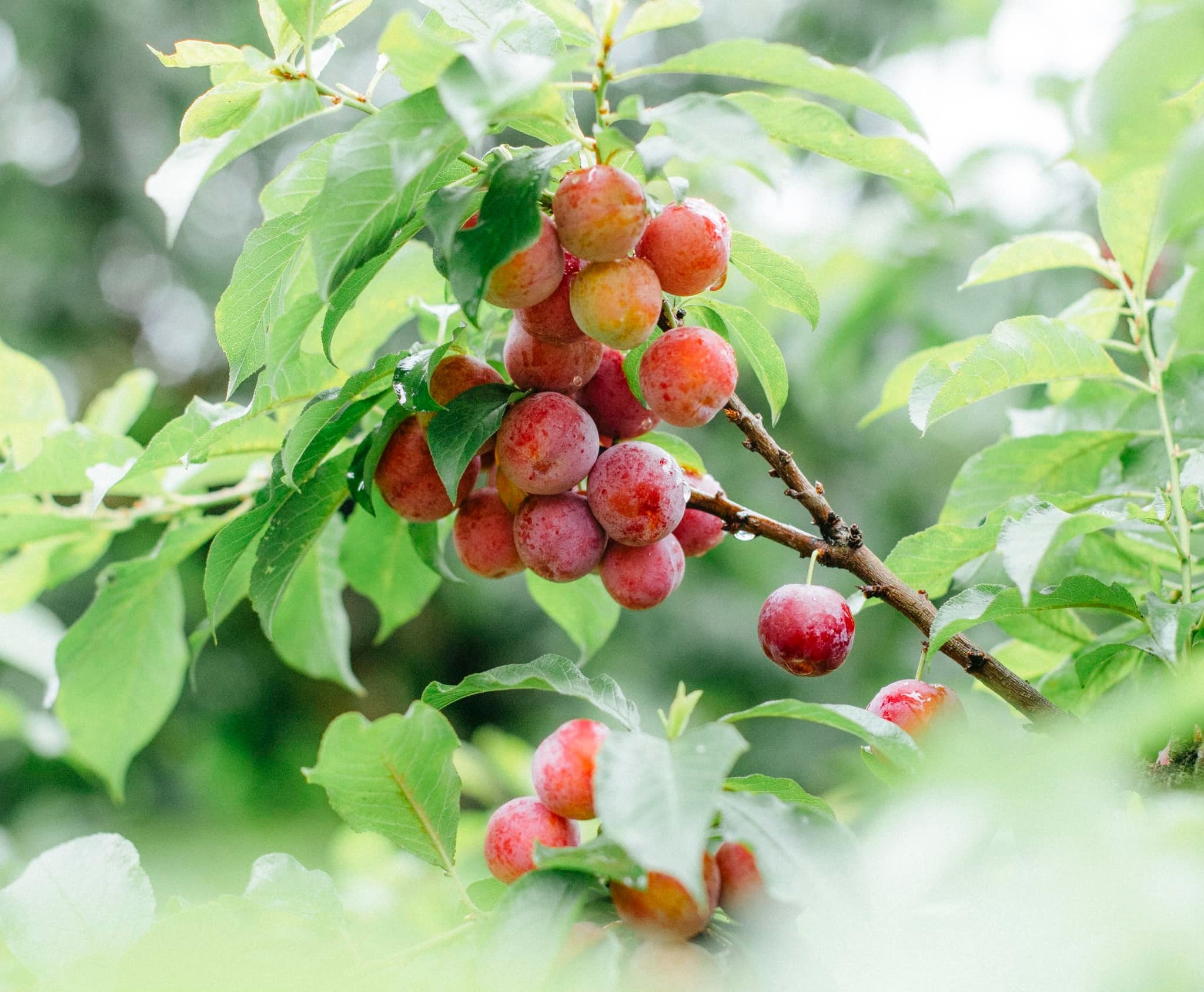 Lúc Châu đến Mộc Châu, trời mưa lạnh, gió rét, sương mù giăng lối. Giờ này, thời tiết đã đẹp hơn.