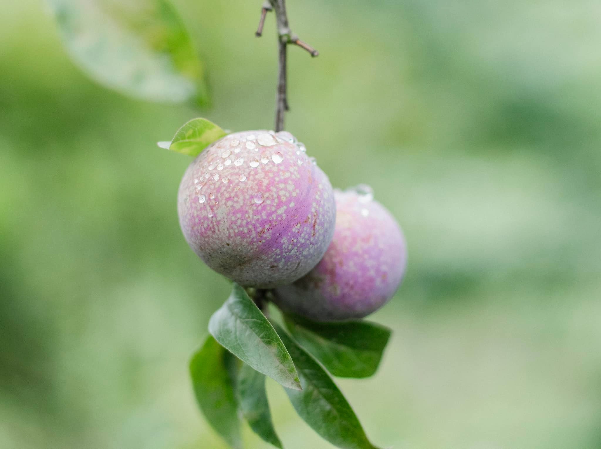 Châu ấn tượng với vườn mận. Những chùm mận sai trĩu cành trông khá ngon mắt.