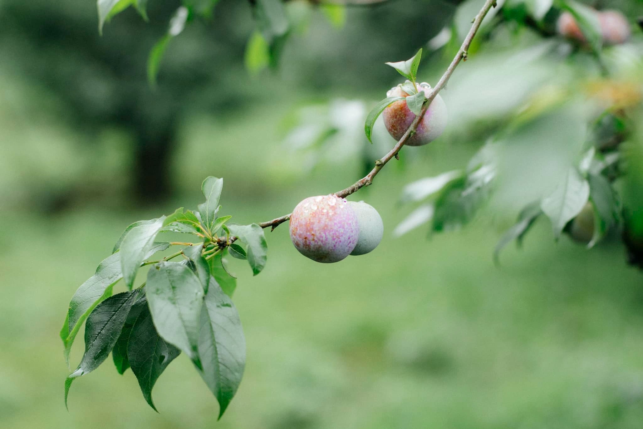 Lần đầu tiên Châu cảm thấy giữa mùa hè nhưng nhiệt độ xuống thấp. Mặc dù đã xem dự báo trước nhưng các bạn vẫn quyết tâm đi, kết quả làm các bạn không thất vọng.