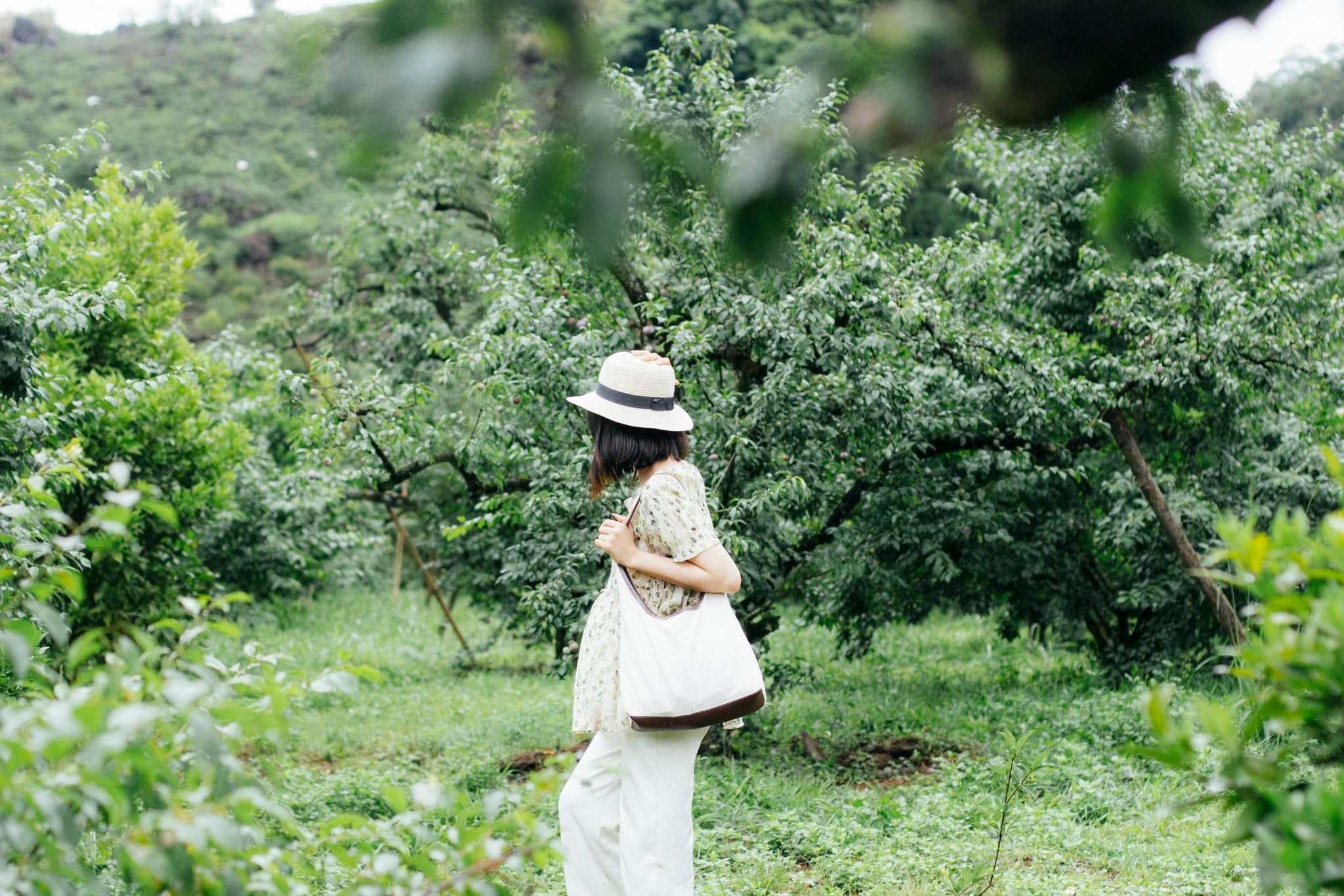 “Lạc” giữa vườn mận.