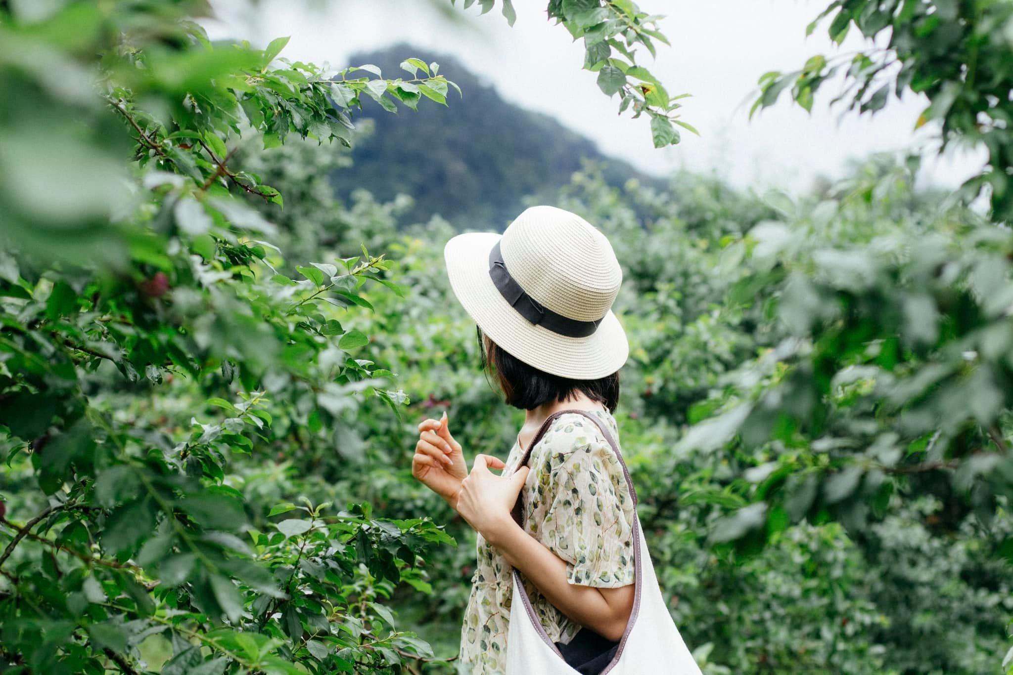 Chiêm ngưỡng vẻ đẹp vườn mận.