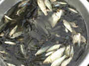 Xem ăn chơi - Loại cá xưa dành cho nhà nghèo, giờ thành đặc sản được người thành thị ưa chuộng vì quá ngon, 110.000 đồng/kg