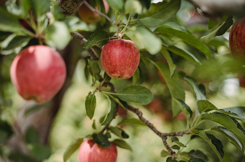 Chỉ cần 10mg flavonol mỗi ngày - lượng được tìm thấy trong một quả táo - sẽ giảm 20% nguy cơ lão hóa sớm. Trung bình, một quả táo có khoảng 4,4 mg quercetin. 
