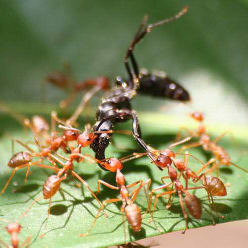 Thứ trông rất ghê rợn trở thành đặc sản nổi tiếng, ăn một lần nhớ cả đời không quên, ai muốn thưởng thức nhất định phải đến nơi đây - 2