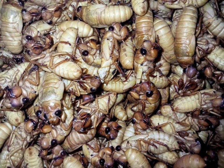 Thứ trông rất ghê rợn trở thành đặc sản nổi tiếng, ăn một lần nhớ cả đời không quên, ai muốn thưởng thức nhất định phải đến nơi đây - 3