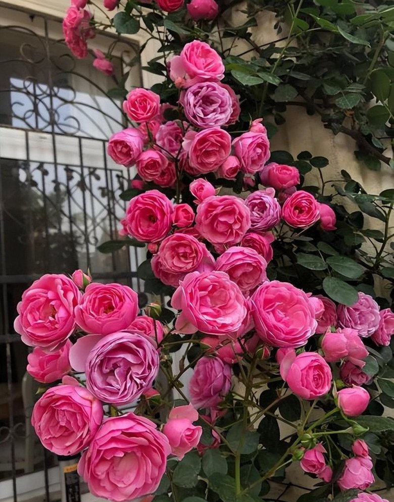 Hoa hồng trồng ban công có 4 “nỗi sợ”, tránh được chồi mới mọc tua tủa, hoa nở rộ - 5