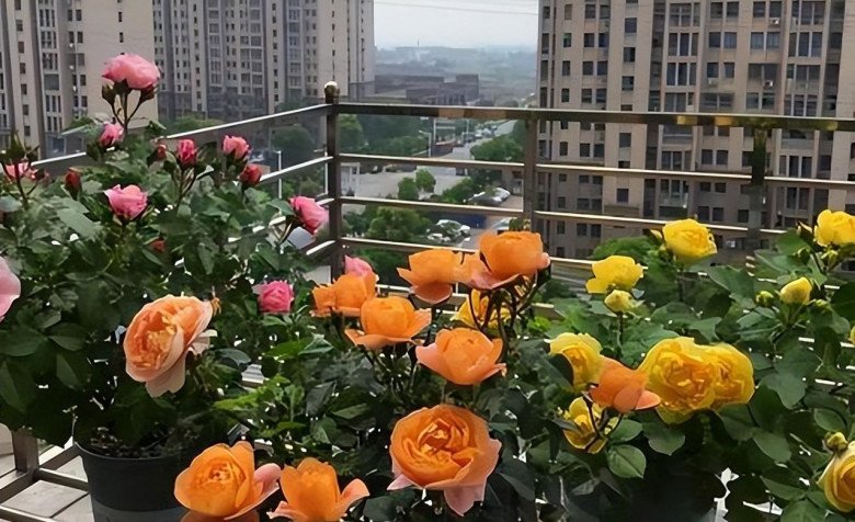 Hoa hồng trồng ban công có 4 “nỗi sợ”, tránh được chồi mới mọc tua tủa, hoa nở rộ - 4
