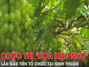 Clip Eva - Ninh Thuận tất bật chuẩn bị cho cuộc thi ‘hoa hậu nho’