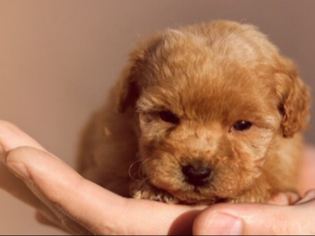 Giống chó thông minh thứ 2 thế giới, bơi lội như “vận động viên”, ít rụng lông và không gây dị ứng