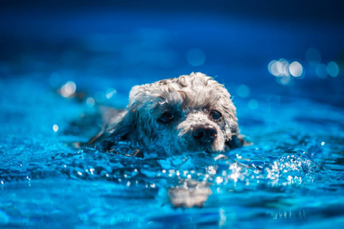 Giống chó thông minh thứ 2 thế giới, bơi lội như “vận động viên”, ít rụng lông và không gây dị ứng - 3