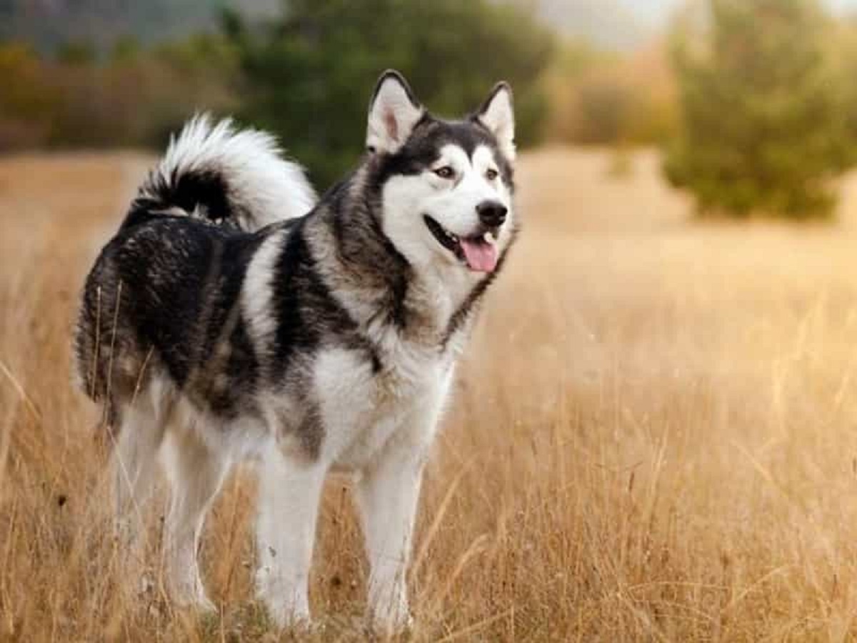 Giống chó đêm hú như sói, lông mượn và mắt xanh như ngọc, giá bán lên tới hàng 100 triệu - 6