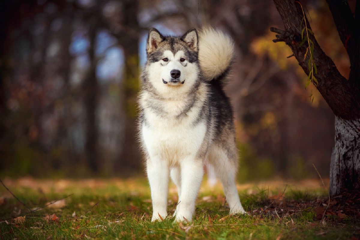 Giống chó đêm hú như sói, lông mượn và mắt xanh như ngọc, giá bán lên tới hàng 100 triệu - 7