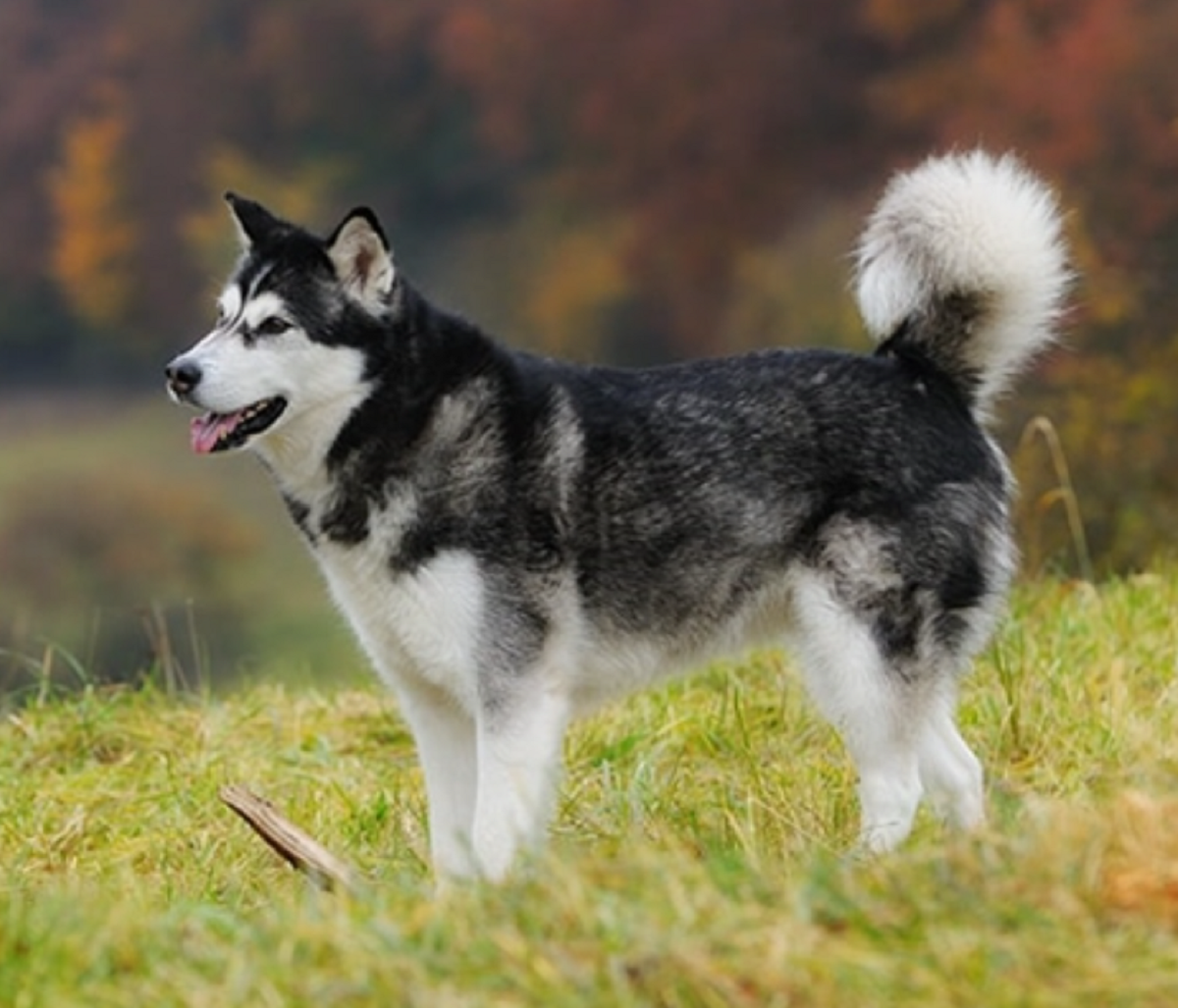 Giống chó đêm hú như sói, lông mượn và mắt xanh như ngọc, giá bán lên tới hàng 100 triệu - 4