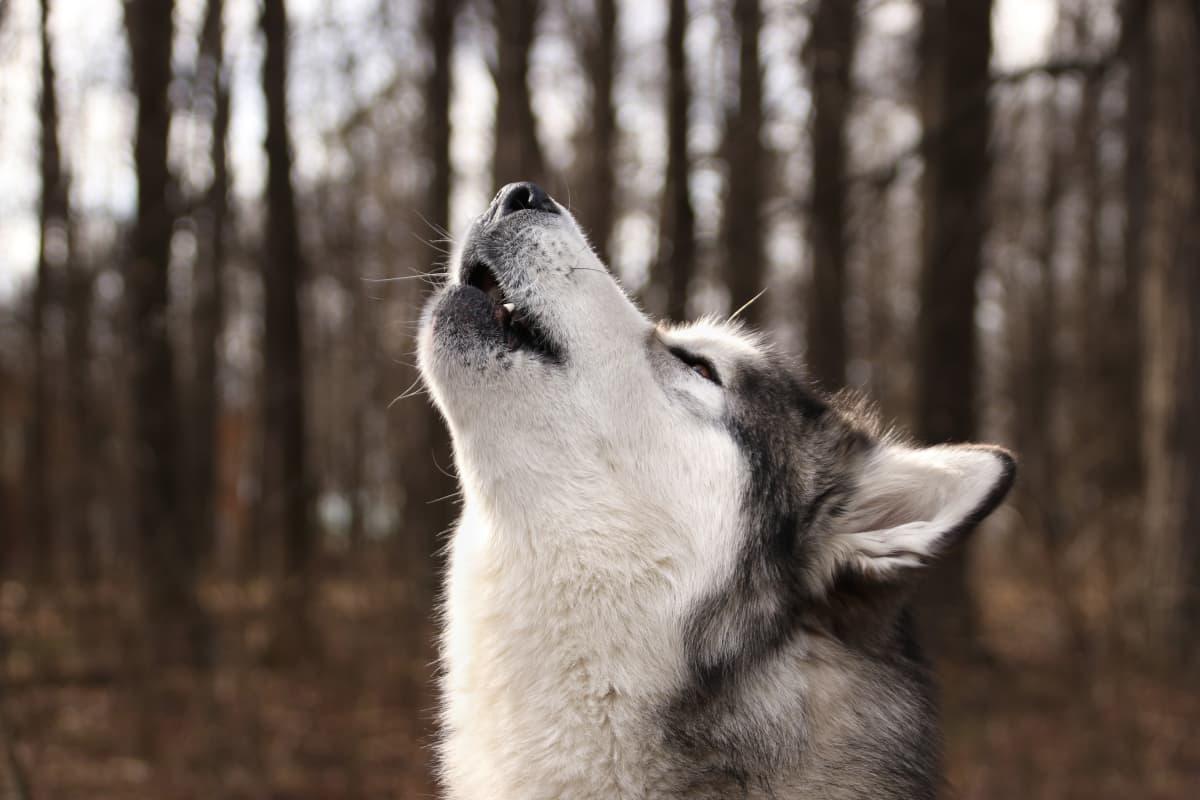 Giống chó đêm hú như sói, lông mượn và mắt xanh như ngọc, giá bán lên tới hàng 100 triệu - 11