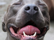 Nhà đẹp - Giống chó được yêu thích hàng đầu ở Mỹ, ở nước ta chỉ mới nghe đến tên thôi đã “khiếp sợ”