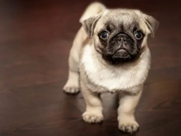 13 sự thật về giống chó “quốc khuyển” của Hà Lan, được đối xử như một thành viên hoàng gia