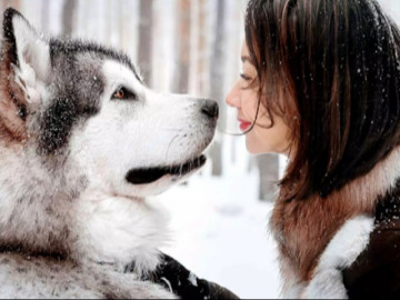 Giống chó đêm hú như sói, lông mượn và mắt xanh như ngọc, giá bán lên tới hàng 100 triệu