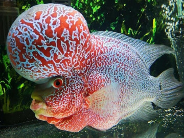 Những điều thú vị ít người biết về loài cá tượng trưng cho tài lộc, sức khỏe và may mắn