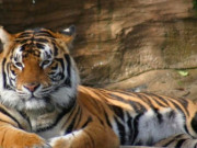 Eva tám - Trắc nghiệm tâm lý: Con vật phù hợp nhất với tính khí bạn tiết lộ sự giàu có trong tháng 6