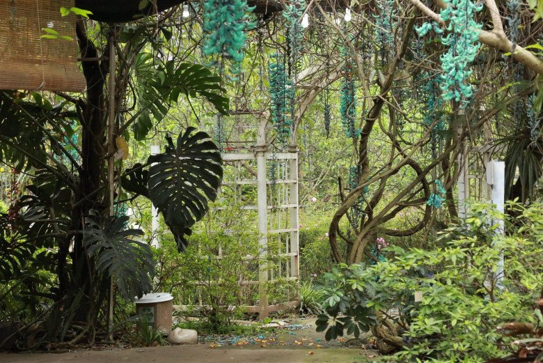 Người phụ nữ Hà Nội dành 10 năm làm vườn rộng 50.000m2 với hơn 2000 loài thực vật đẹp hệt cánh rừng thu nhỏ - 5