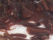 Tiêu dùng - Thứ có tên gọi lạ, xưa ít người biết, nay thành đặc sản nổi tiếng một vùng, 200.000 đồng/kg