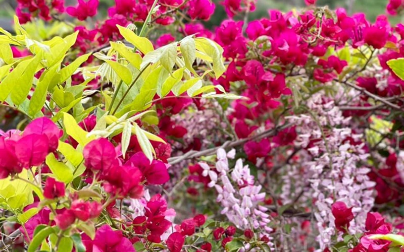 Hoa giấy trong vườn nhà cô cũng vô cùng rực rỡ, đan xen với những màu sắc khác tạo nên cảnh ngọt ngào, lãng mạn.
