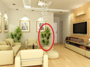 Nhà đẹp - 5 cây này là khắc tinh của Thần Tài, đặt trong nhà sẽ hút cạn tài lộc, nhà bạn có không?