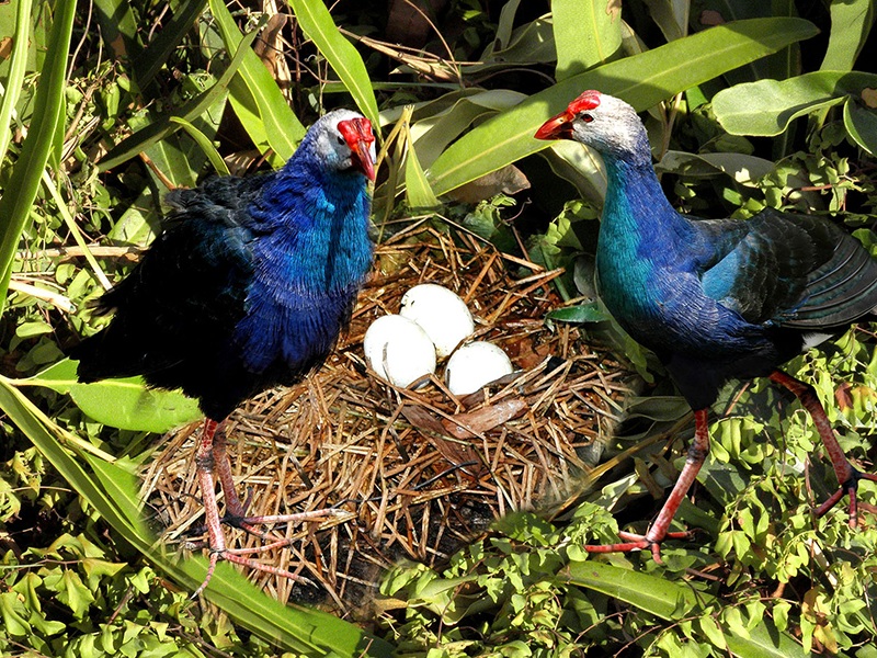 Mỗi con chim trưởng thành có giá từ 1-2 triệu đồng.

