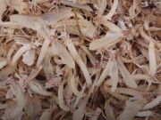 Xem ăn chơi - Thứ tưởng bỏ đi, không ai biết đến trở thành đặc sản đắt đỏ, ai cũng muốn thử một lần trong đời, 300.000 đồng/kg