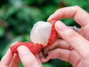 Sức khỏe - Cách ăn vải ngày hè không lo bị nóng, thậm chí còn trẻ hóa tế bào da, da dẻ ngày càng đẹp