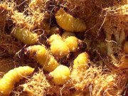 Tiêu dùng - Thứ trông rất ghê, xưa không mấy ai ăn, giờ thành đặc sản ngon nổi tiếng nhưng hiếm, 400.000 đồng/kg