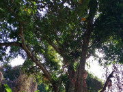 Tiêu dùng - Loại quả xưa không ai biết đến, giờ thành đặc sản lạ ở thành phố được chị em ưa chuộng, 30.000 đồng/kg