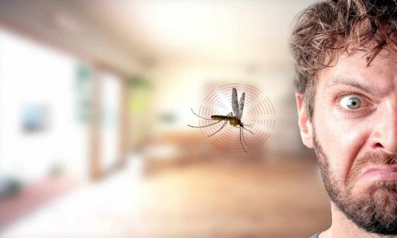 Tại sao tắt điện thì muỗi kêu vo ve, bật điện lên lại không thấy đâu? Câu trả lời khiến nhiều người ngỡ ngàng - 1
