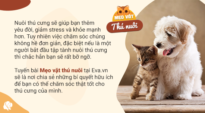 Thứ tưởng loài mèo không thích ăn, nhưng mèo Anh lông ngắn lại “rất thích”, cho ăn thường xuyên lông mượt dáng đẹp - 1