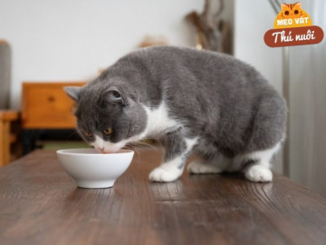 Thứ tưởng loài mèo không thích ăn, nhưng mèo Anh lông ngắn lại “rất thích”, cho ăn thường xuyên lông mượt dáng đẹp