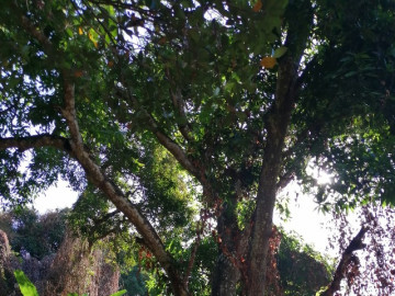 Loại quả xưa không ai biết đến, giờ thành đặc sản lạ ở thành phố được chị em ưa chuộng, 30.000 đồng/kg