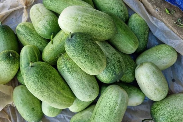 Ở nước ta, dưa chuột rừng được trồng trên rừng nên đảm bảo sạch 100%.