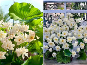 Mùa sen nở rộ, hội mẹ đảm dậy từ tờ mờ sáng cắm trăm bông, mang đầm sen vào nhà