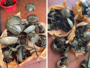 Tiêu dùng - Thứ nhìn độc lạ xưa ít người biết đến, giờ thành đặc sản hiếm và đắt đỏ được nhà giàu "săn lùng", 1.200.000 đồng/cặp