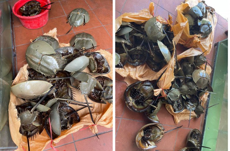 Thứ nhìn độc lạ xưa ít người biết đến, giờ thành đặc sản hiếm và đắt đỏ được nhà giàu amp;#34;săn lùngamp;#34;, 1.200.000 đồng/cặp - 1